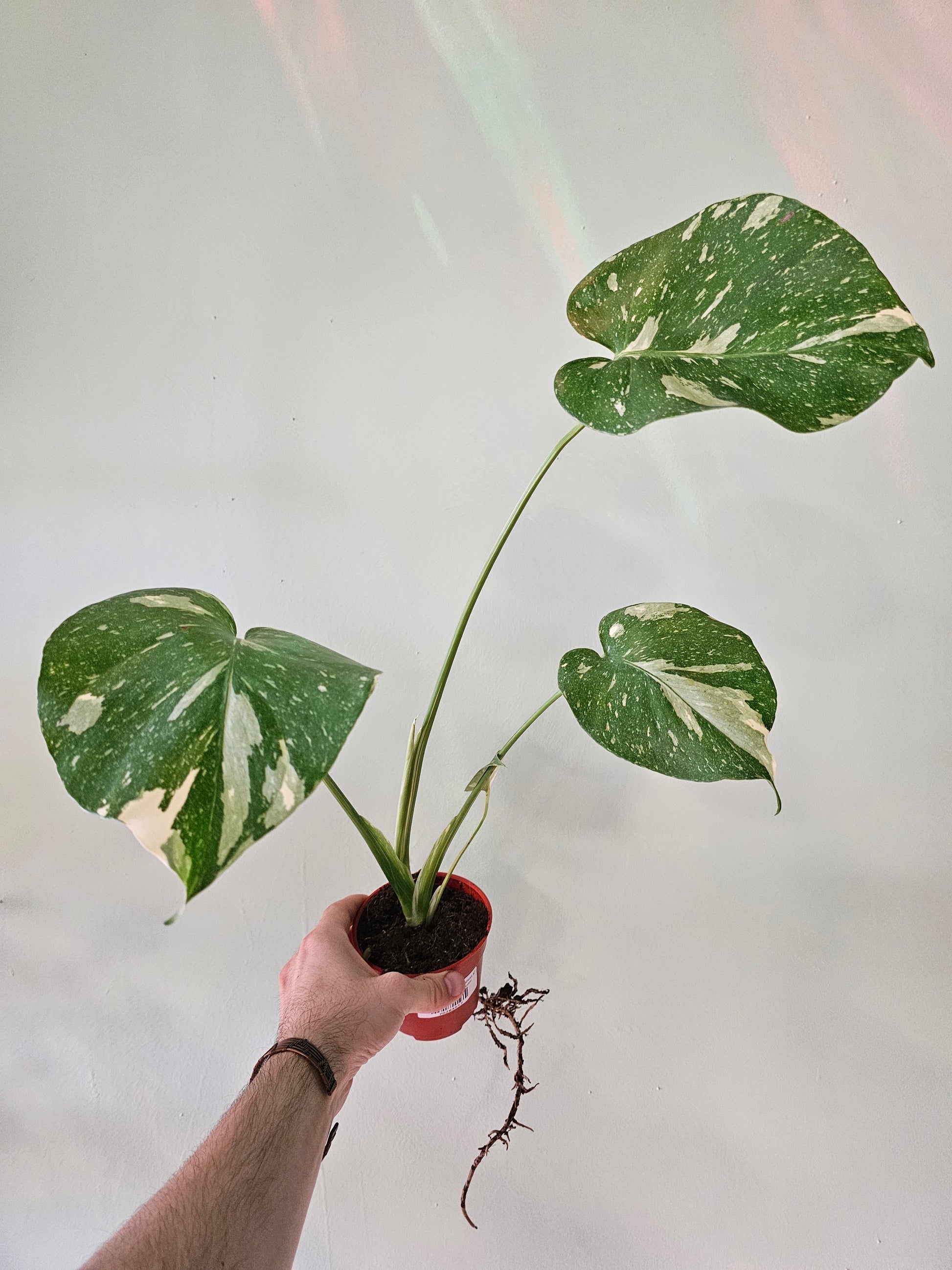 4 monstera thai constellation Monstera 'Thai Constellation' 4" *SPECIAL* – Quartz Botanicals