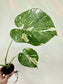 Monstera 'Thai Constellation' 4" *SPECIAL*