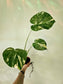 Monstera 'Thai Constellation' 4" *SPECIAL*