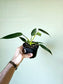 Philodendron Spiritus Sancti 4"