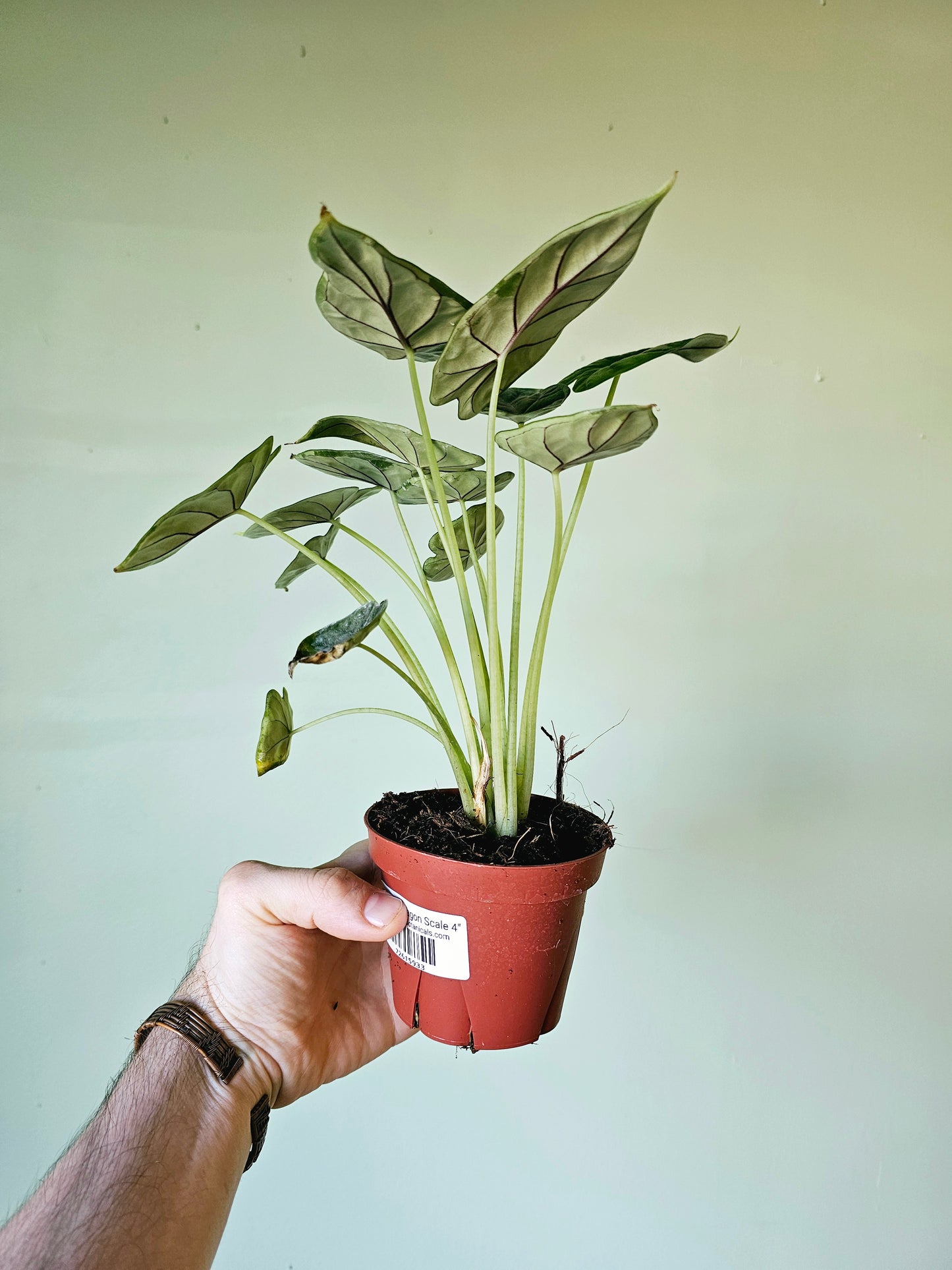 Alocasia Dragon Scale 4"