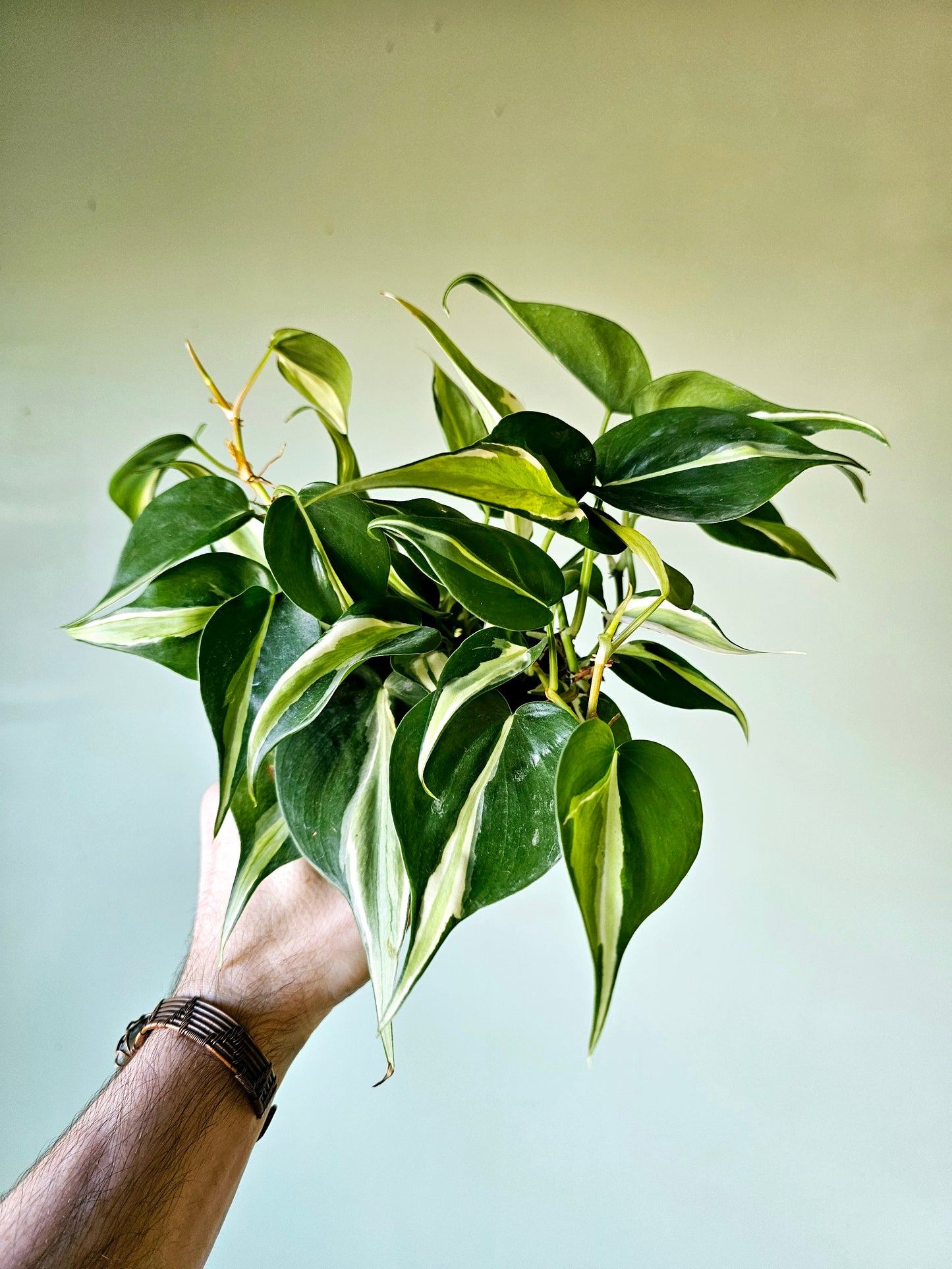 philodendron rio for sale Philodendron hederaceum 'Rio' 4" – Quartz Botanicals