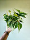 Philodendron hederaceum 'Rio' 4"