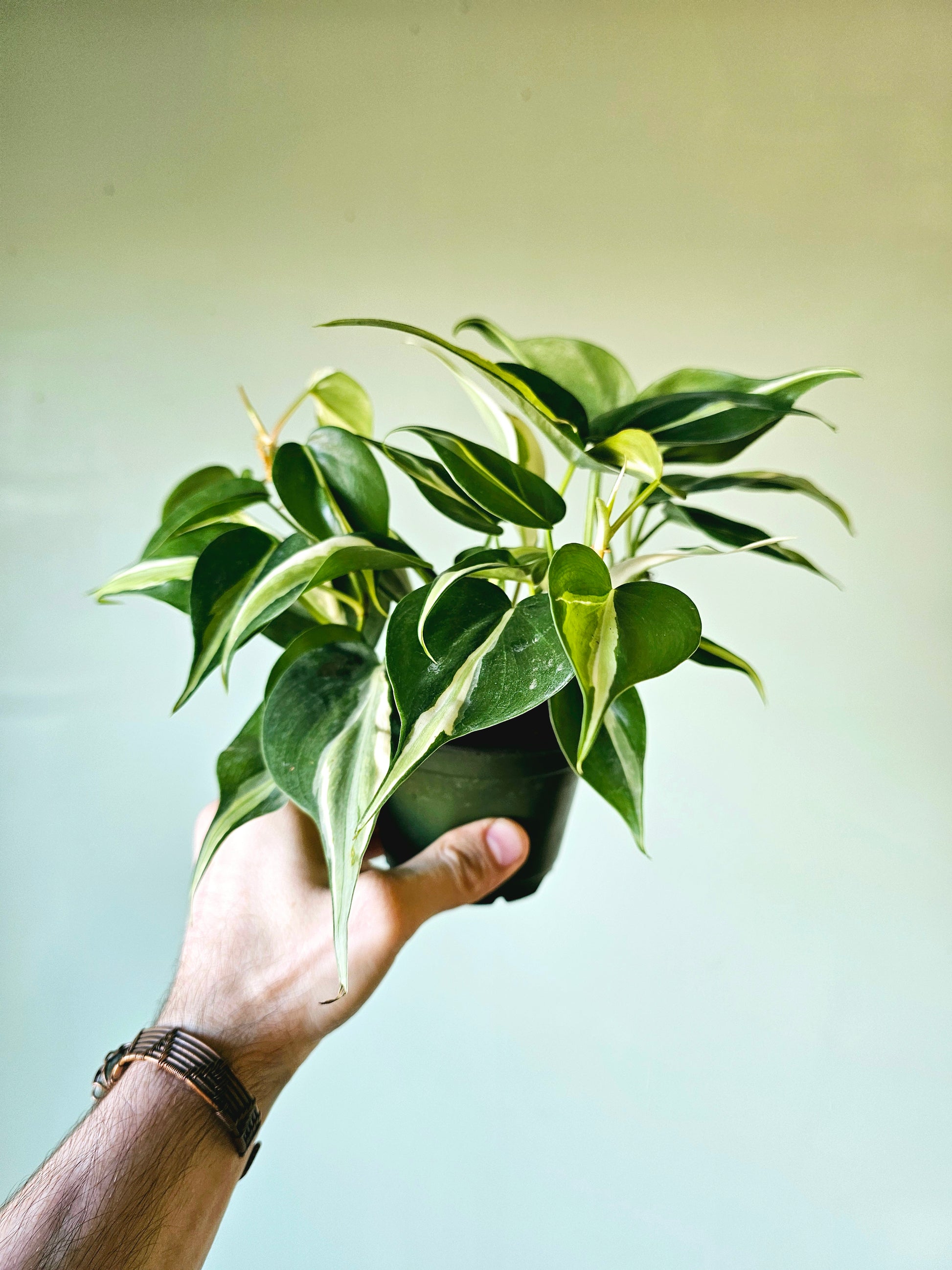 philodendron gabby vs rio Philodendron hederaceum 'Rio' 4" – Quartz Botanicals