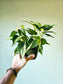 Philodendron hederaceum 'Rio' 4"