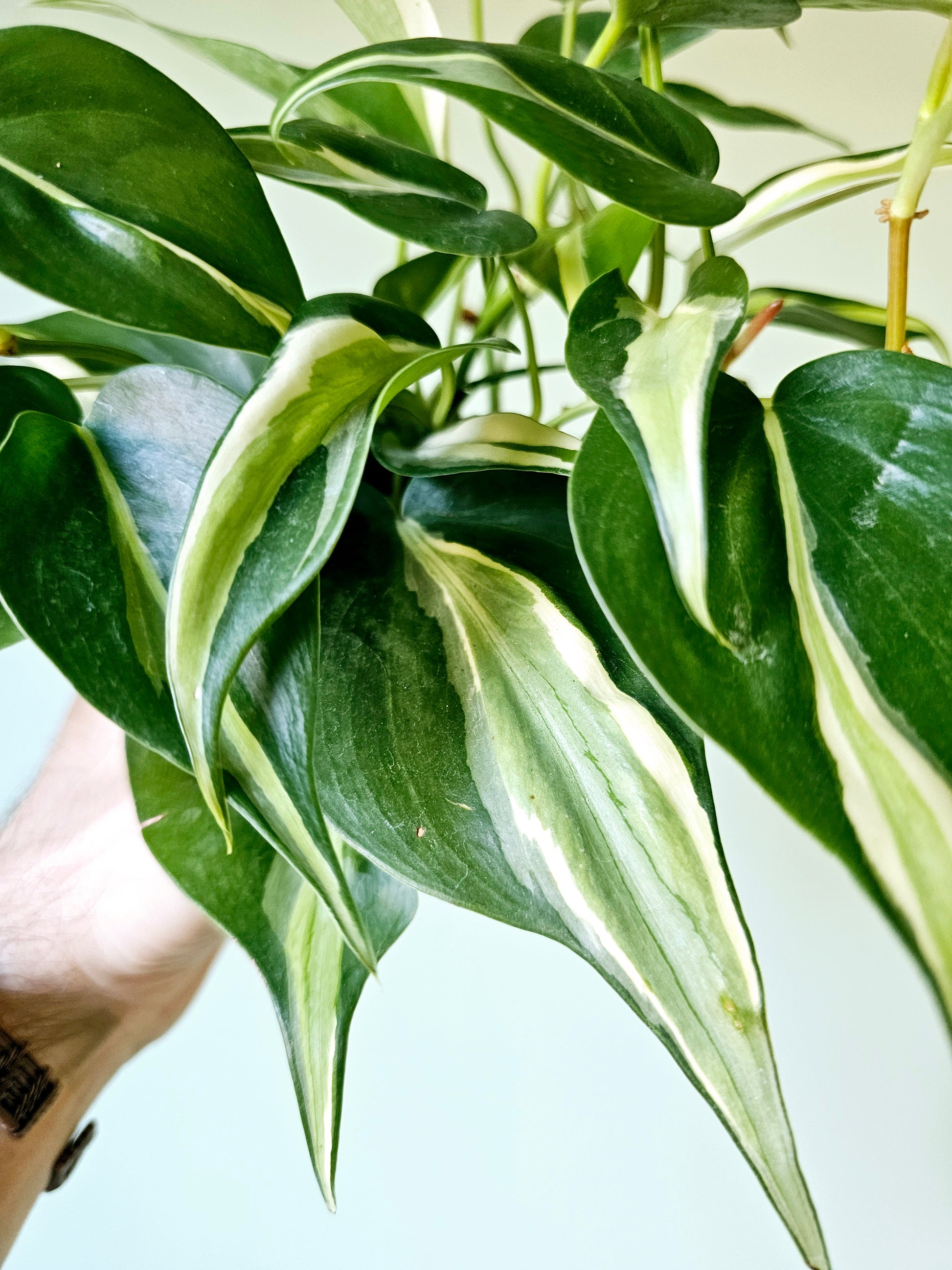 reindeer philodendron Philodendron hederaceum 'Rio' 4" – Quartz Botanicals