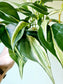 Philodendron hederaceum 'Rio' 4"
