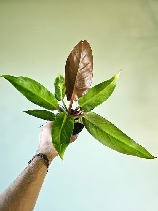 Philodendron Sun Red 4"