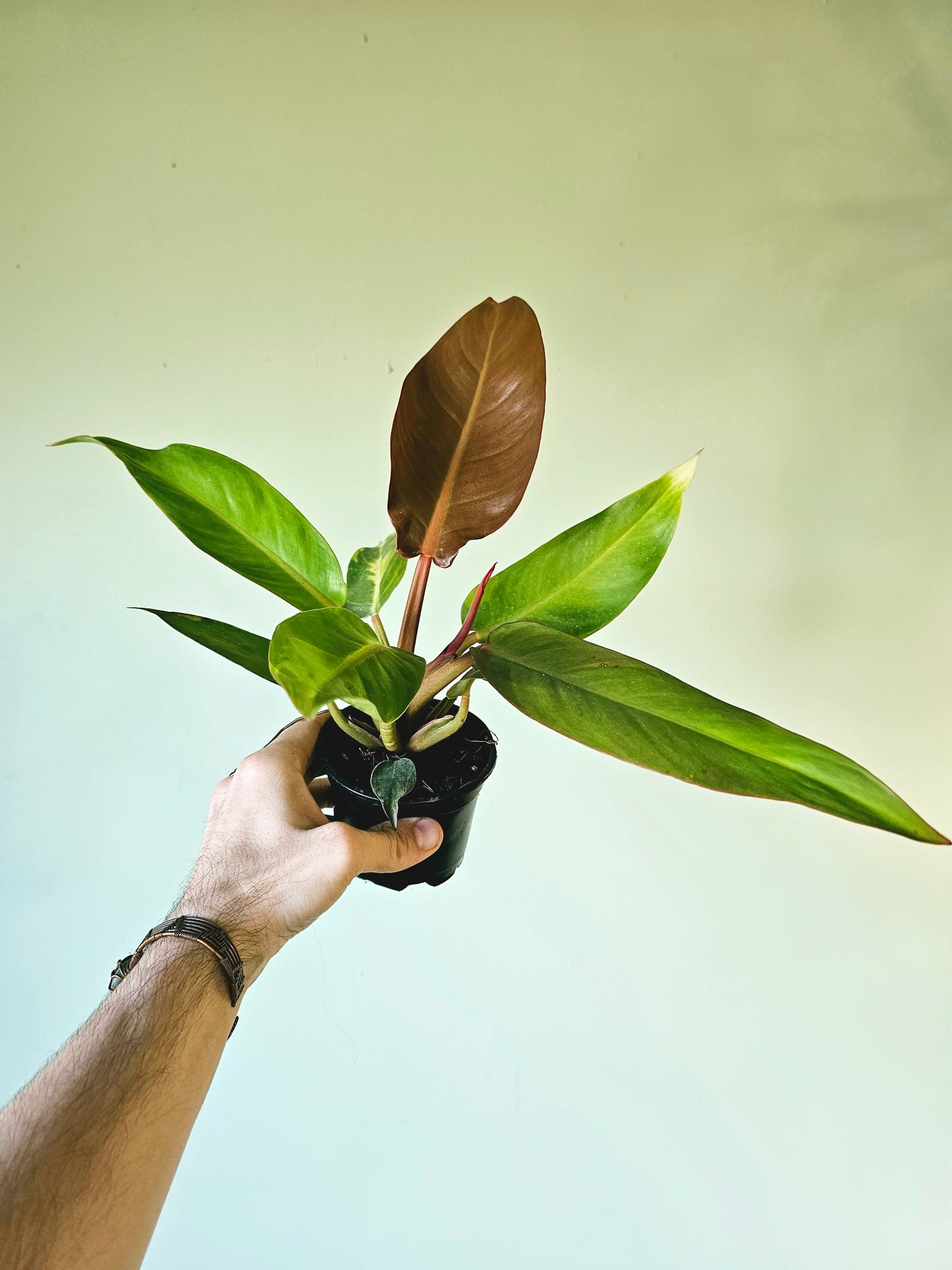 Philodendron Sun Red 4"