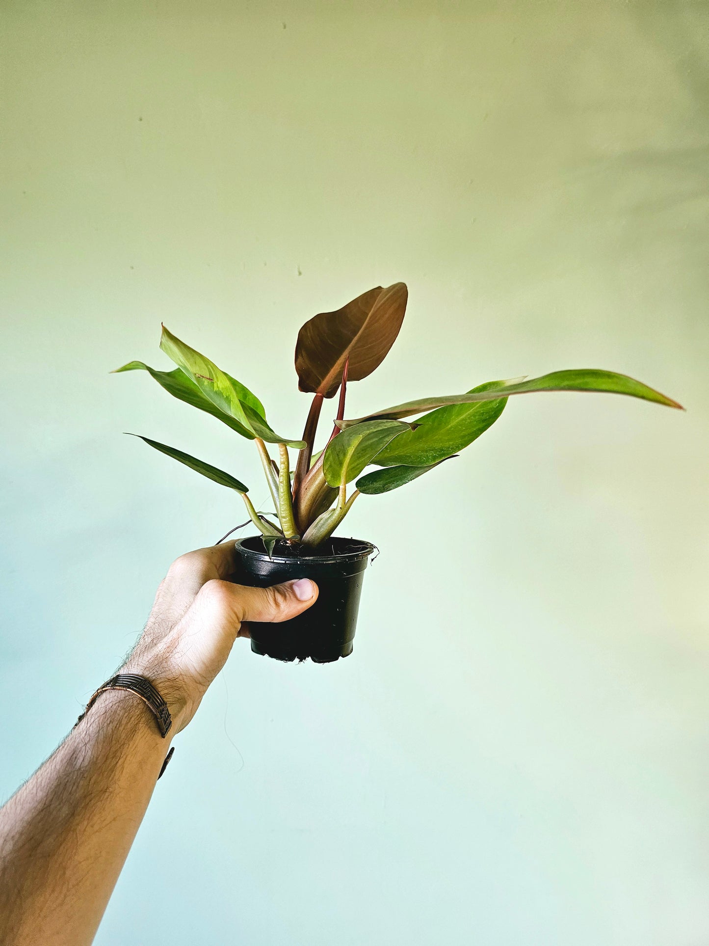 Philodendron Sun Red 4"