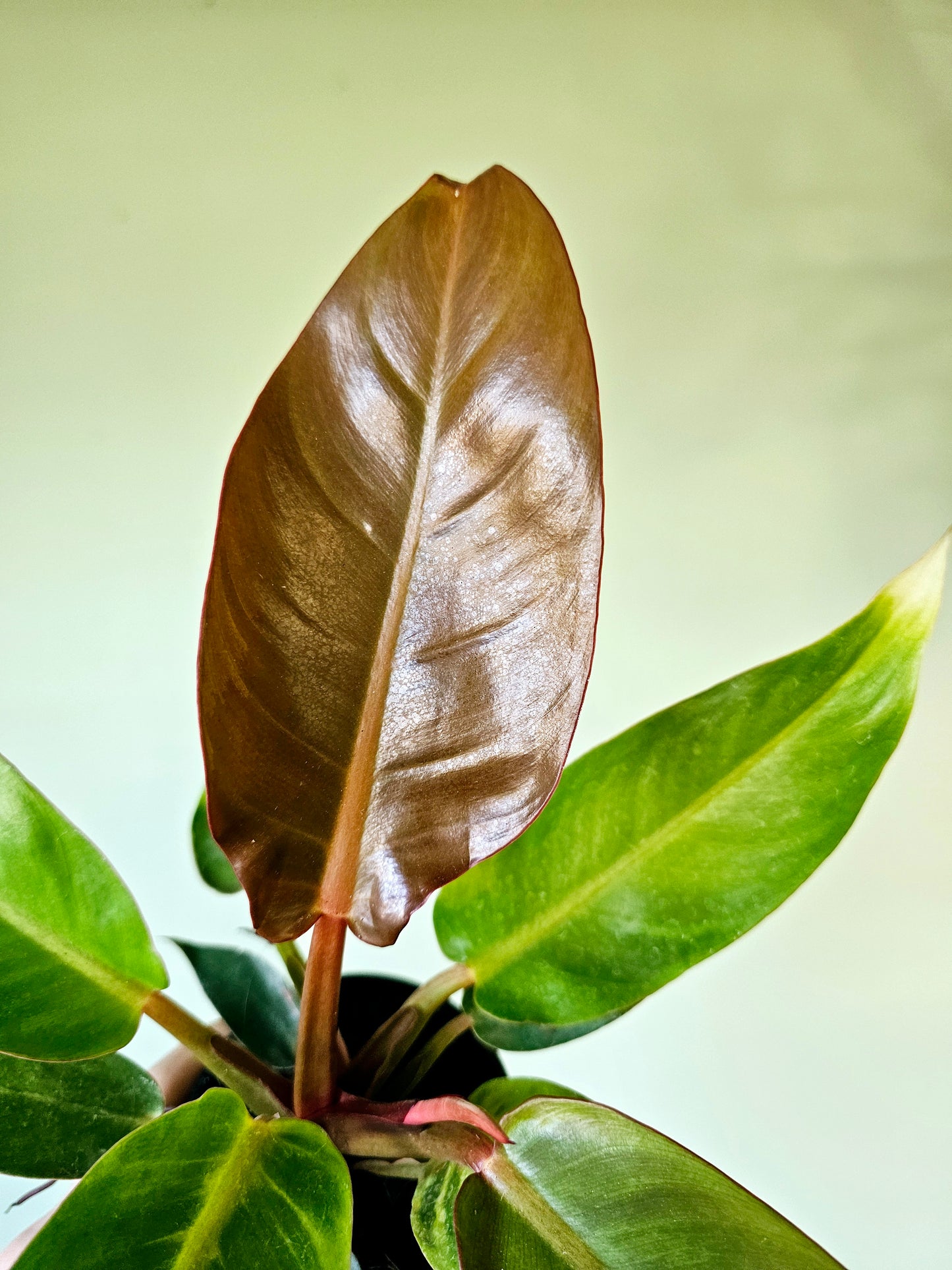 Philodendron Sun Red 4"