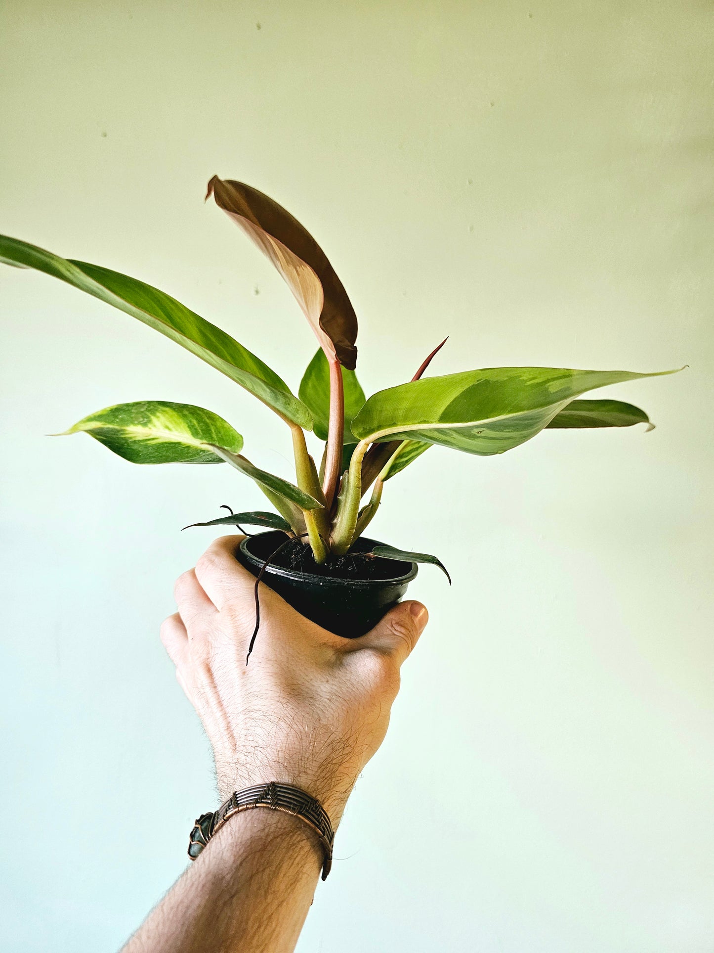 Philodendron Sun Red 4"