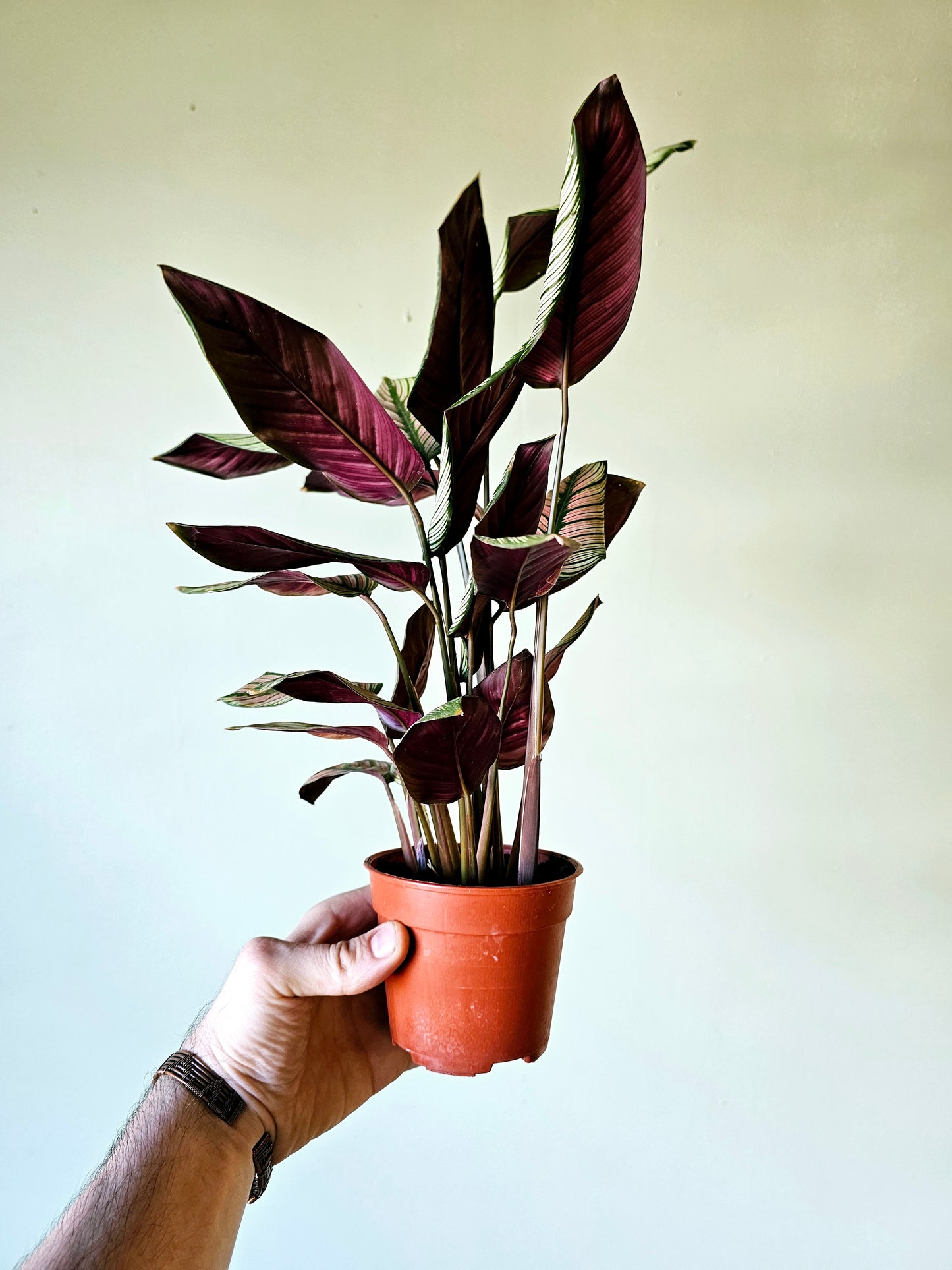 Calathea White Star 4"