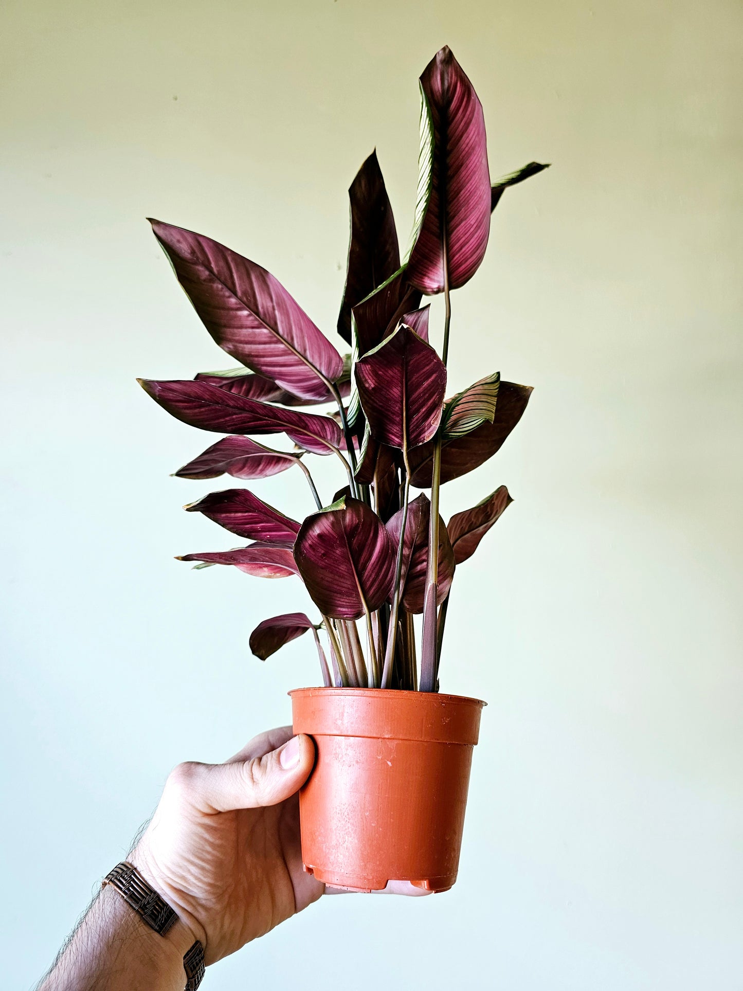 Calathea White Star 4"