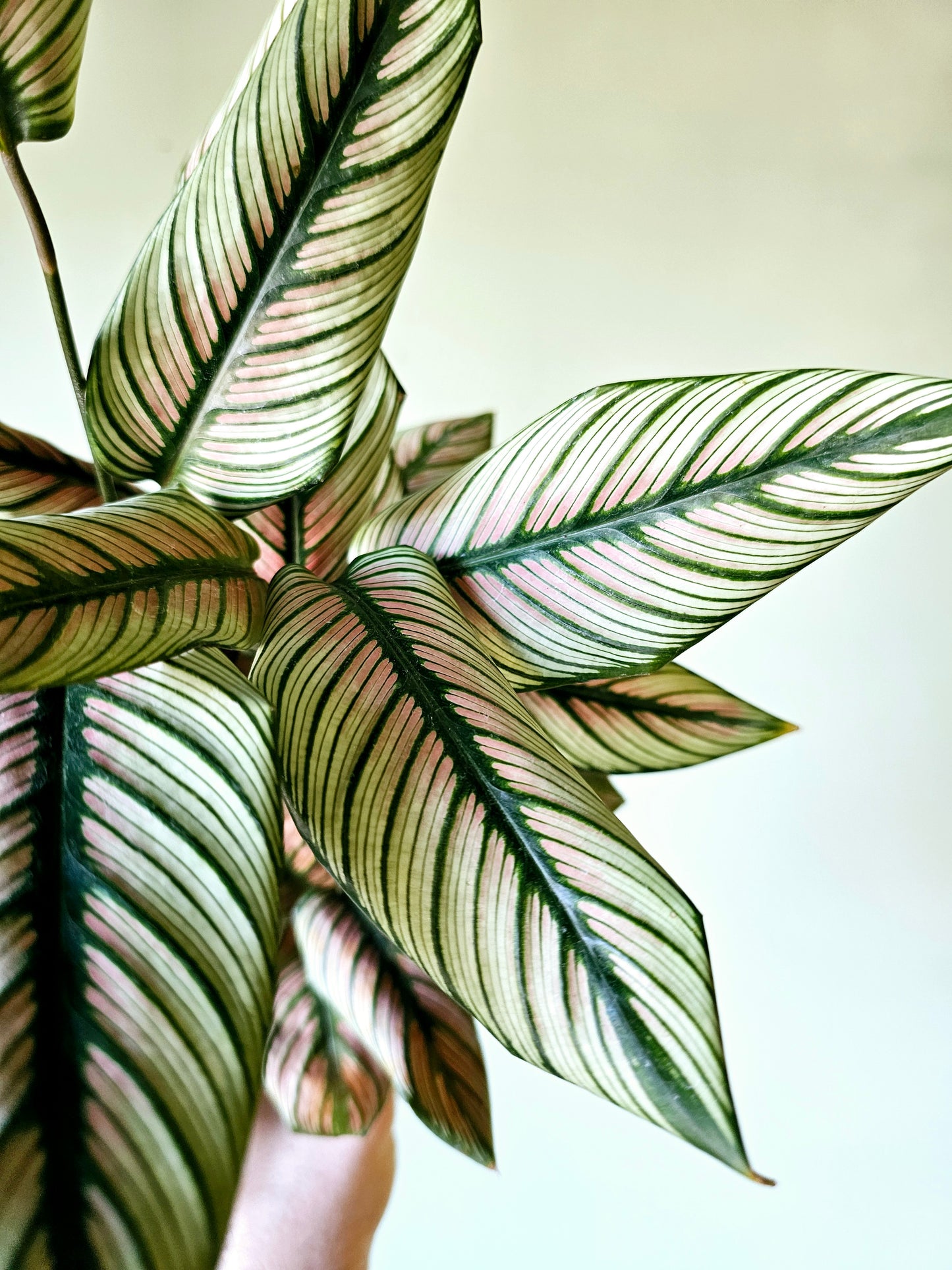 Calathea White Star 4"