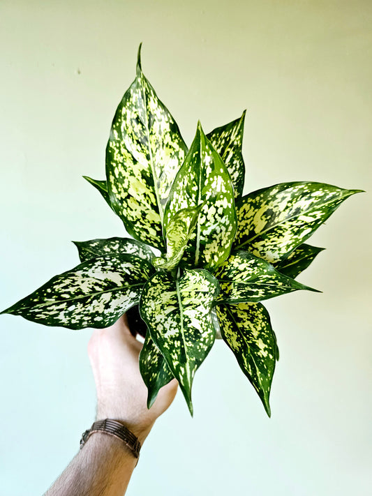 Aglaonema Snow White 4"