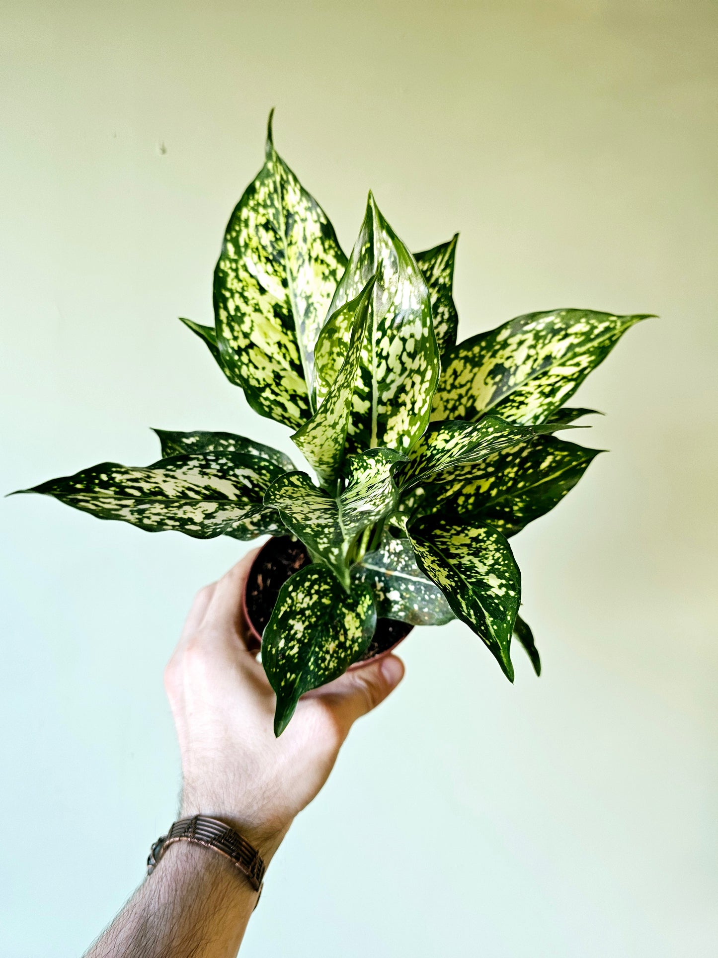 Aglaonema Snow White 4"