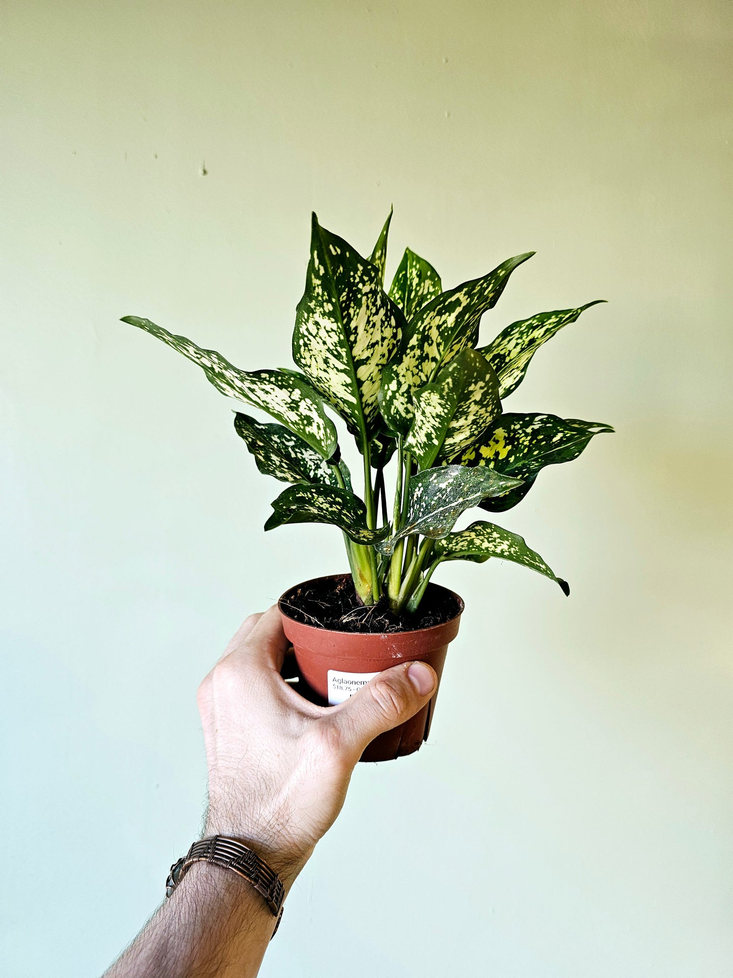 Aglaonema Snow White 4"