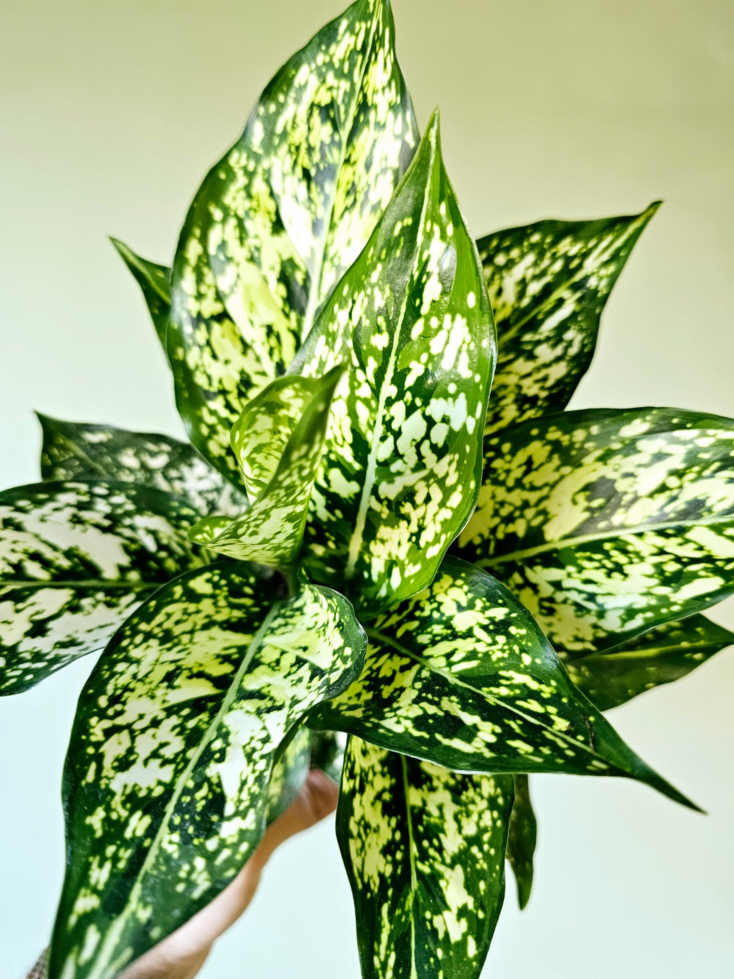 Aglaonema Snow White 4"