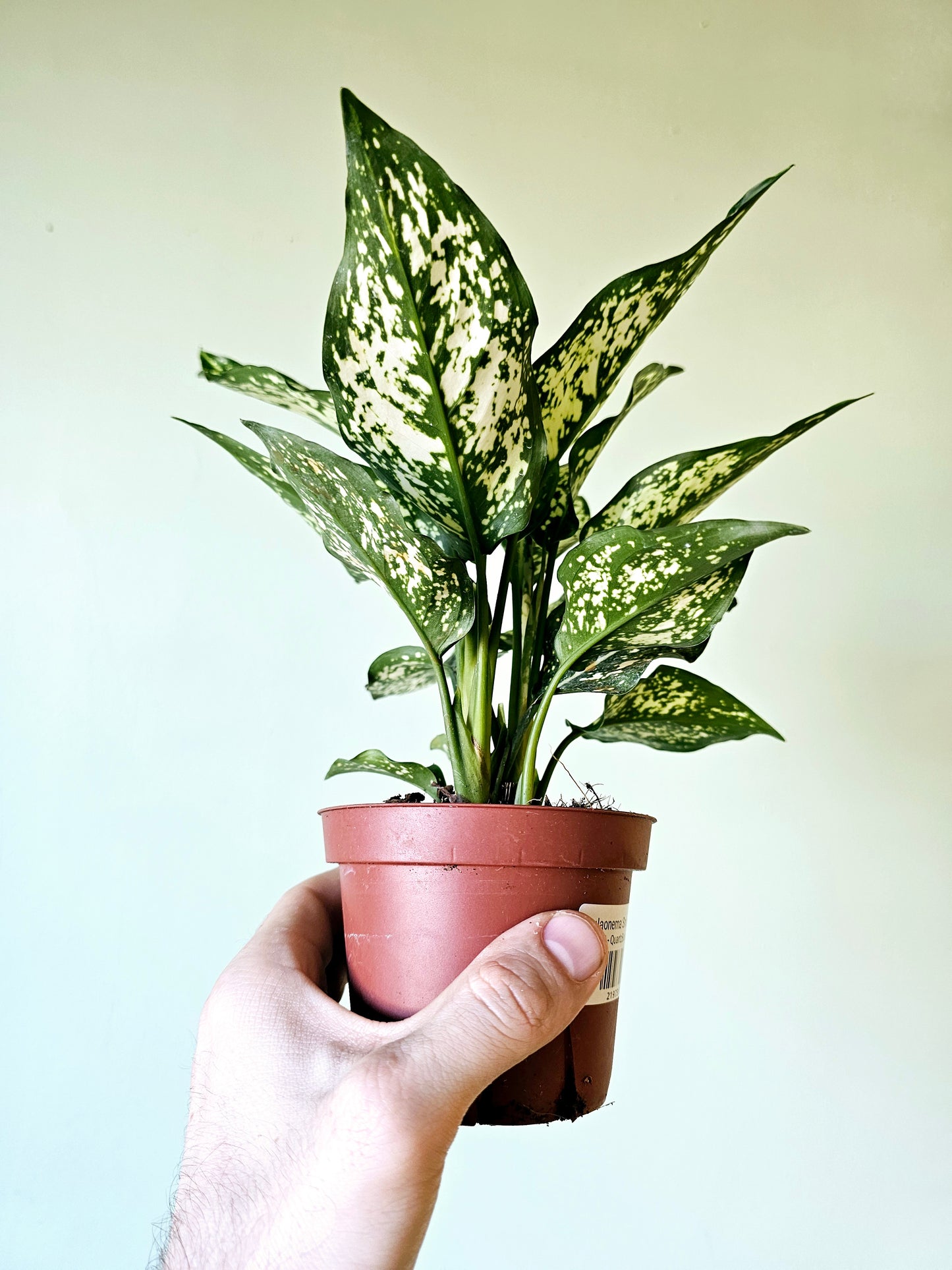 Aglaonema Snow White 4"