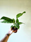 Tacca Chantieri Black Bat Flower 4"