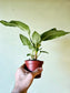 Tacca Chantieri Black Bat Flower 4"