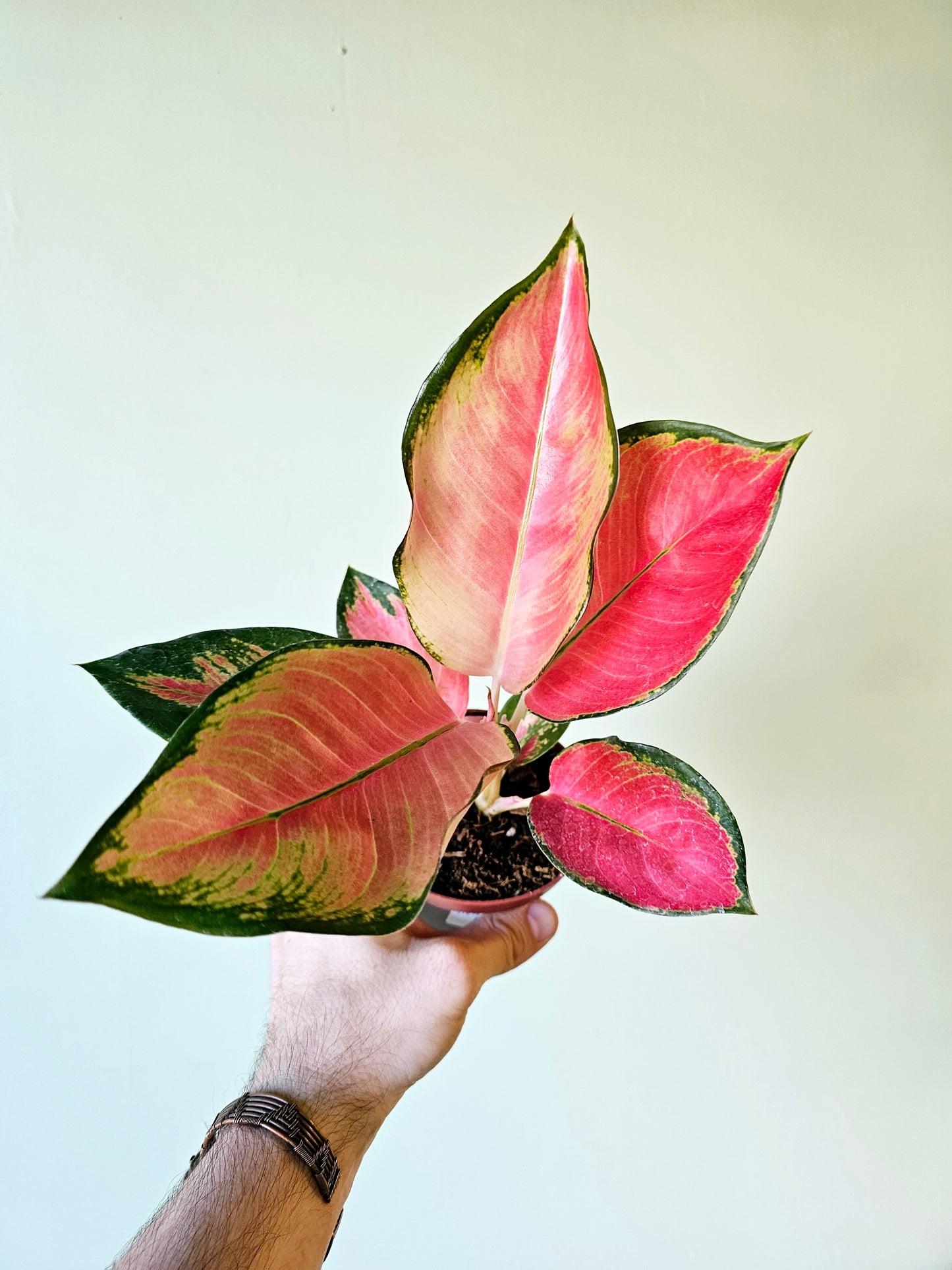 Aglaonema Pink Pearl 4"