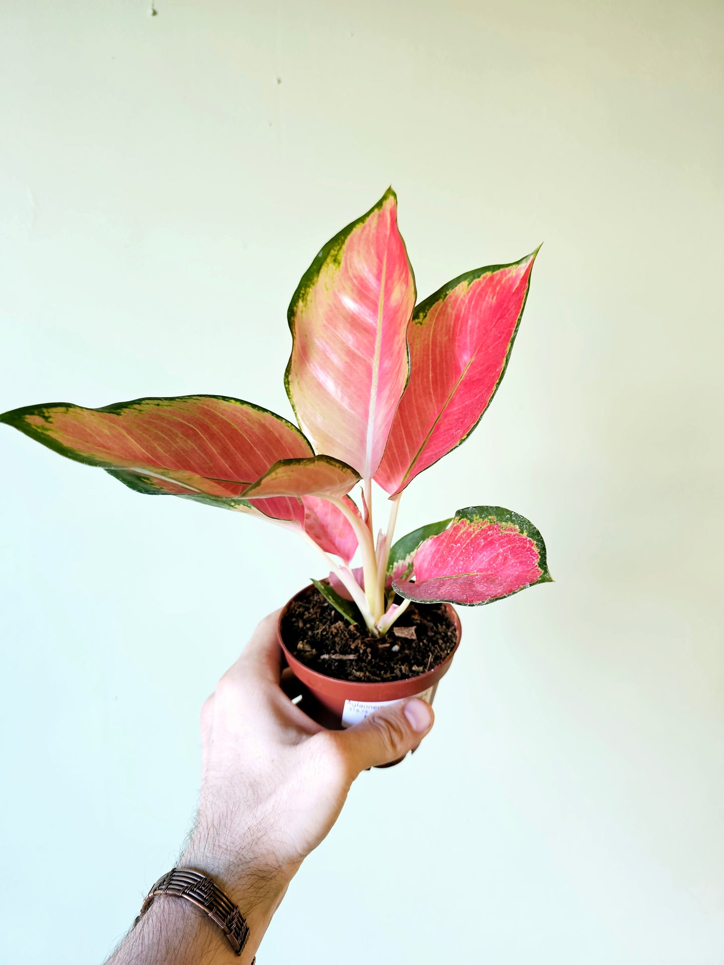 Aglaonema Pink Pearl 4"