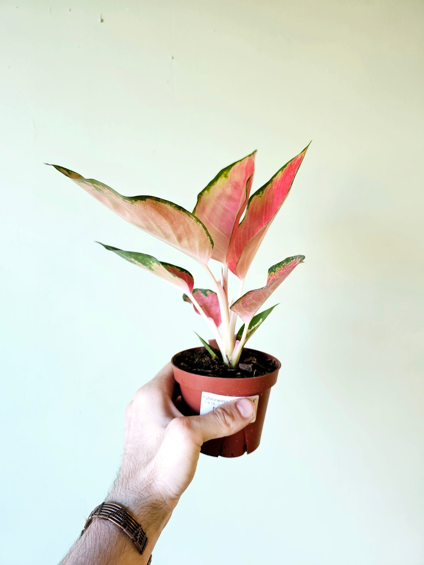 Aglaonema Pink Pearl 4"