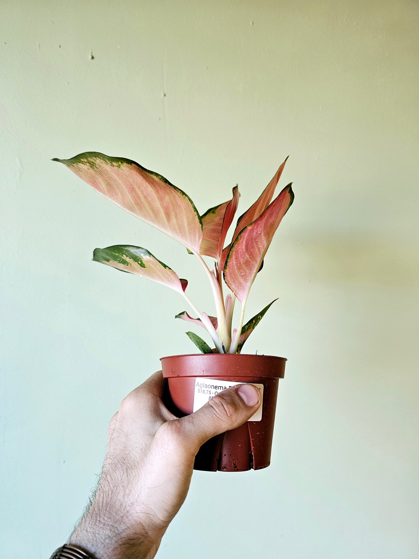 Aglaonema Pink Pearl 4"