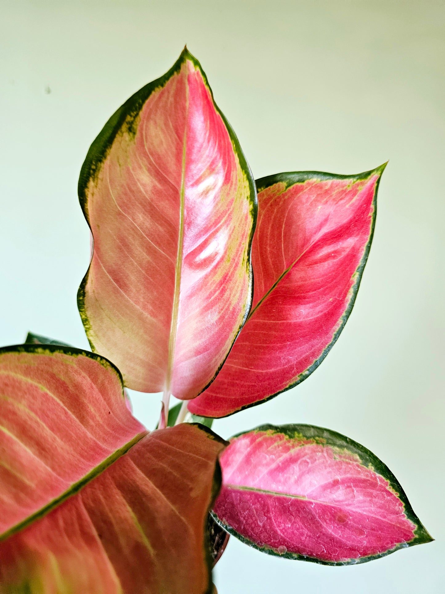 Aglaonema Pink Pearl 4"