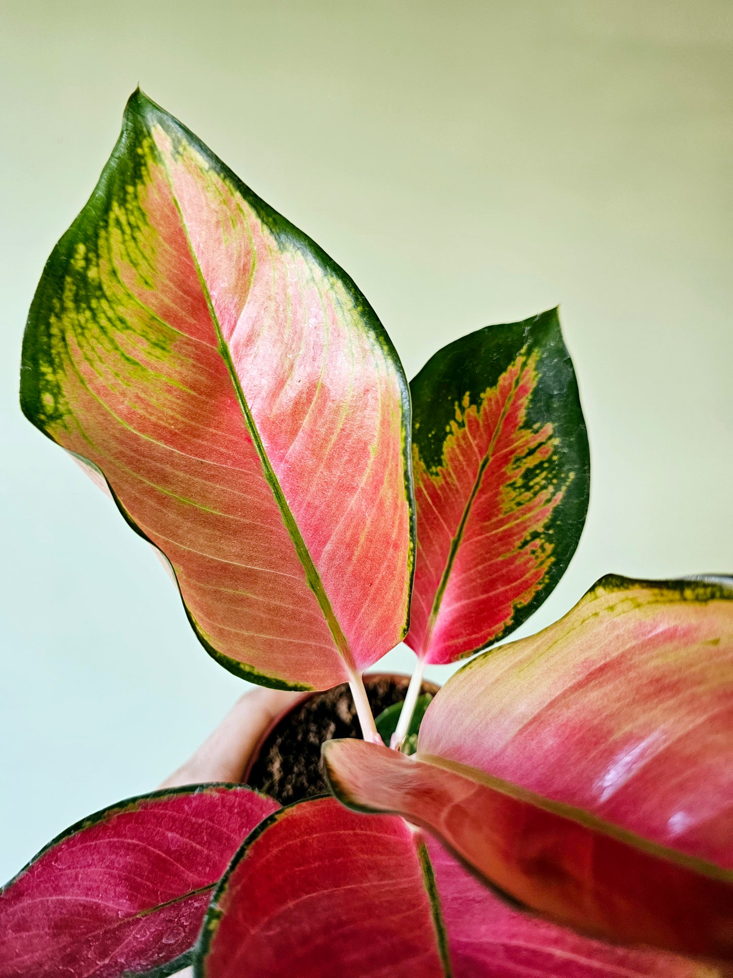 Aglaonema Pink Pearl 4"