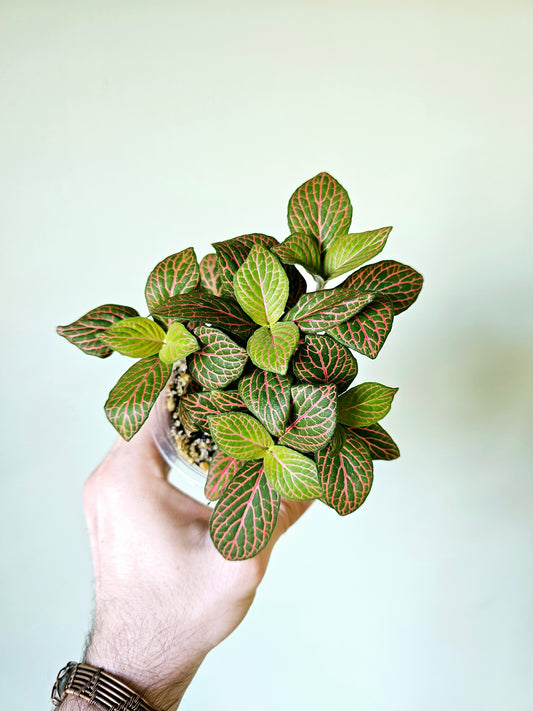 Fittonia albivenis 'Skeleton' 4"