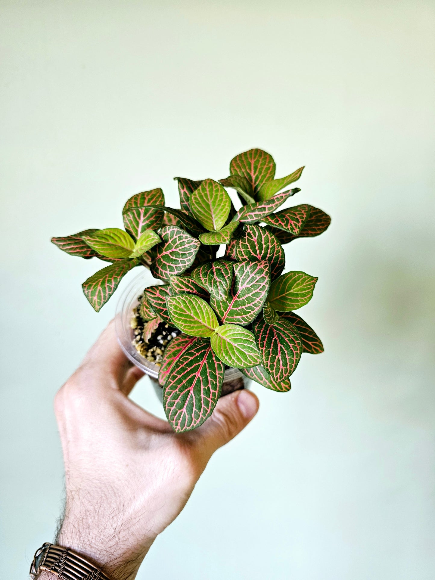 Fittonia albivenis 'Skeleton' 4"