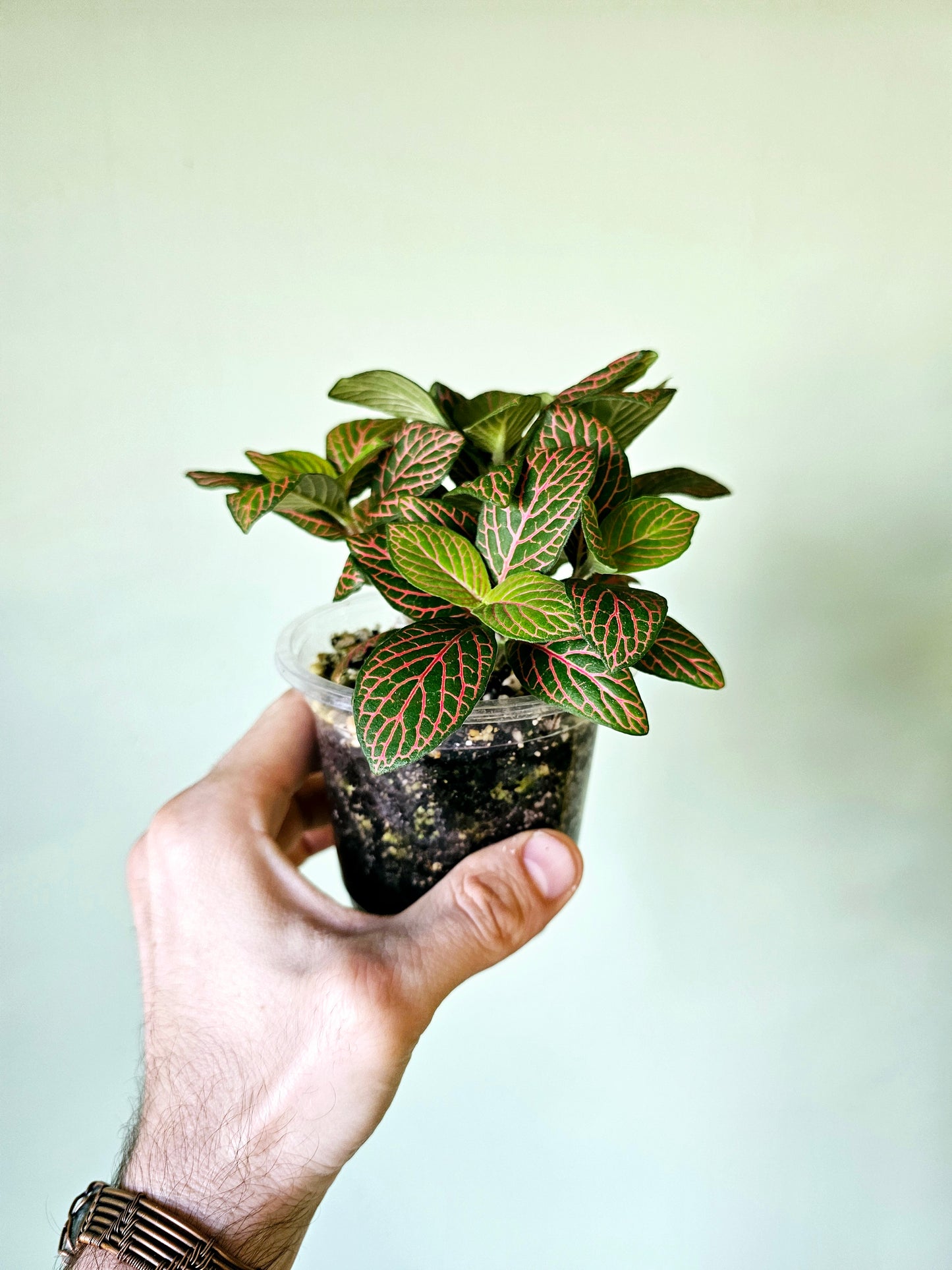 Fittonia albivenis 'Skeleton' 4"