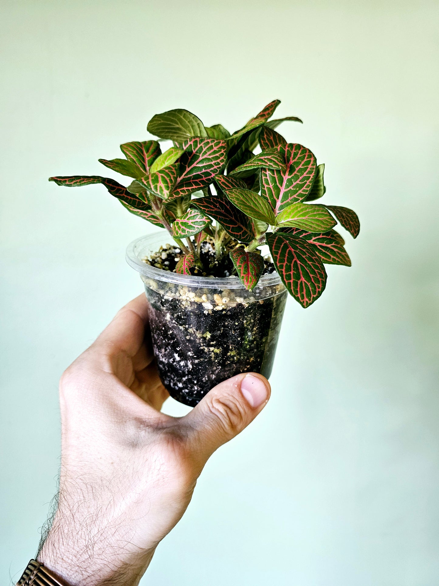 Fittonia albivenis 'Skeleton' 4"