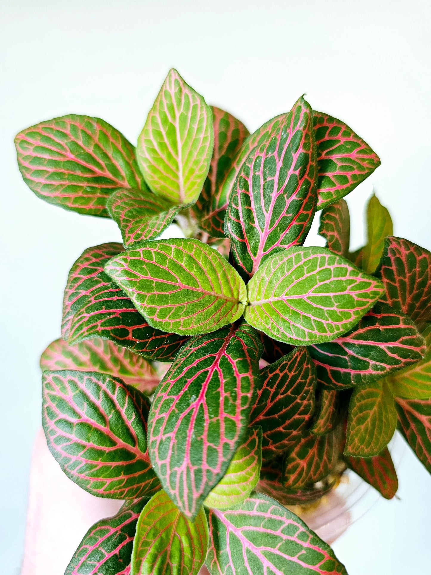 Fittonia albivenis 'Skeleton' 4"