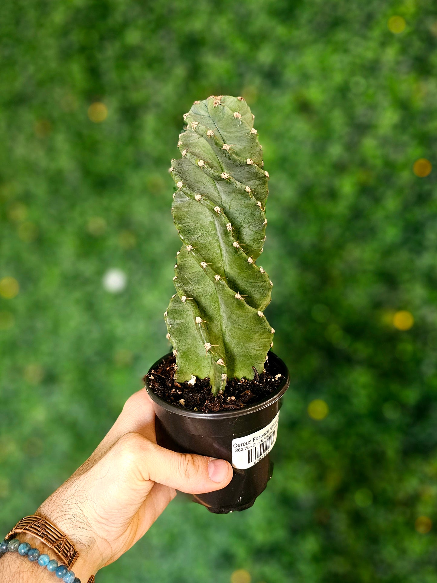 Cereus forbesii 'Spiralis' 4"