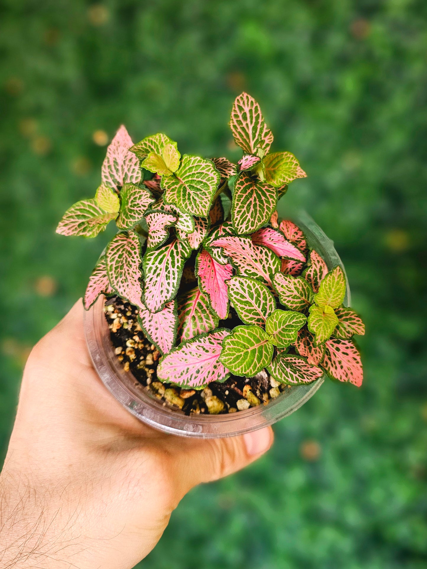 Fittonia albivenis 'Zalm Ruby Lime' 4"