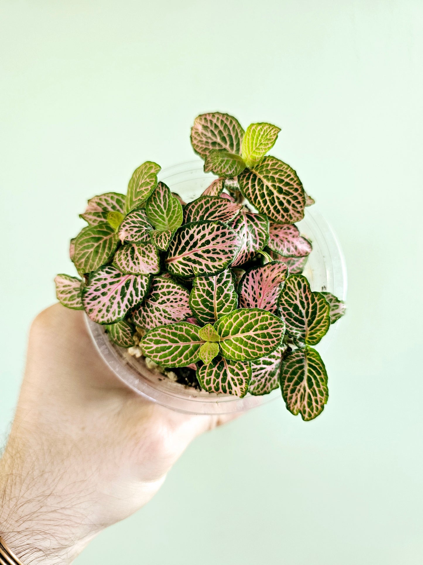 Fittonia albivenis 'Zalm Ruby Lime' 4"