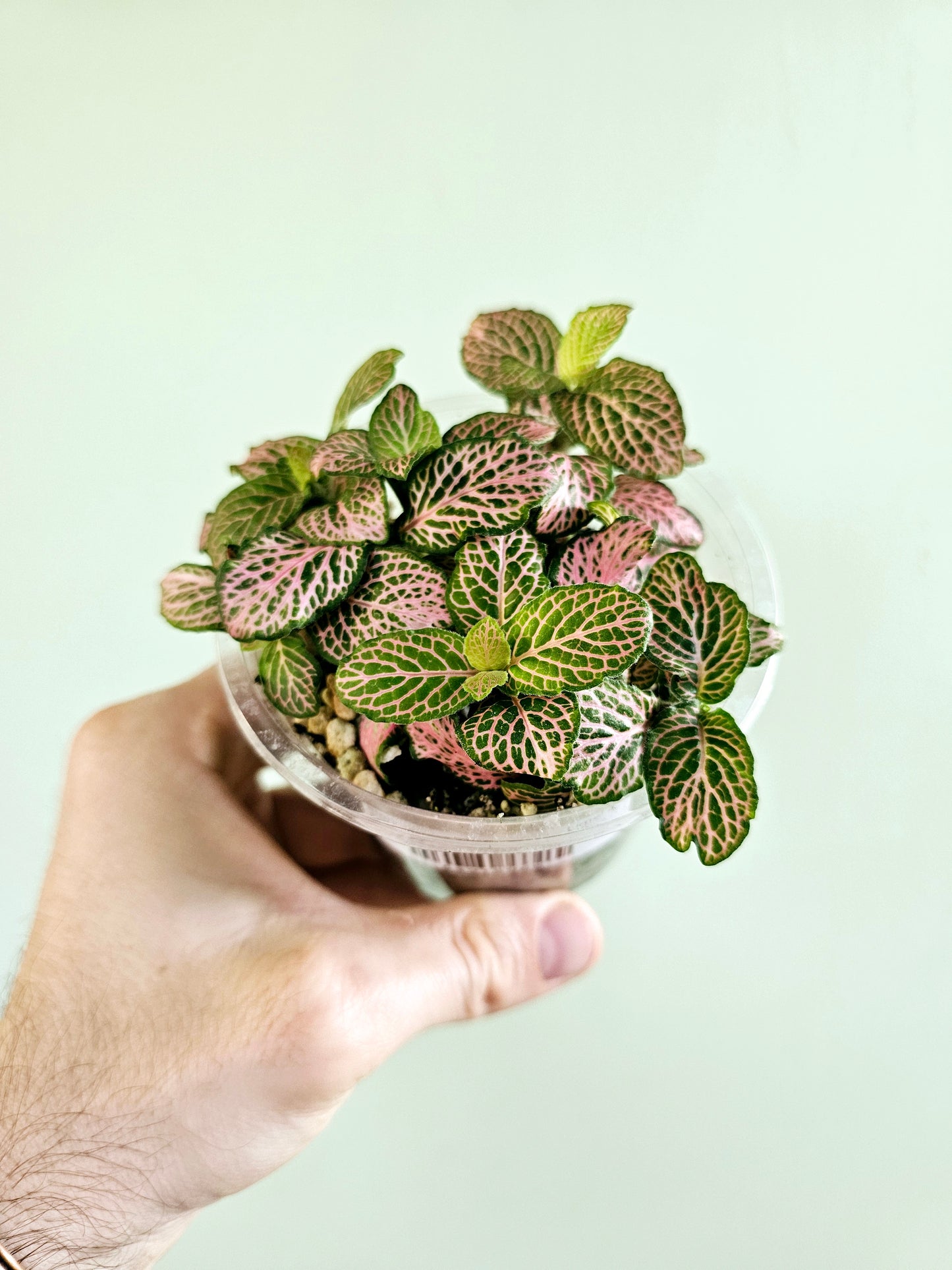 Fittonia albivenis 'Zalm Ruby Lime' 4"