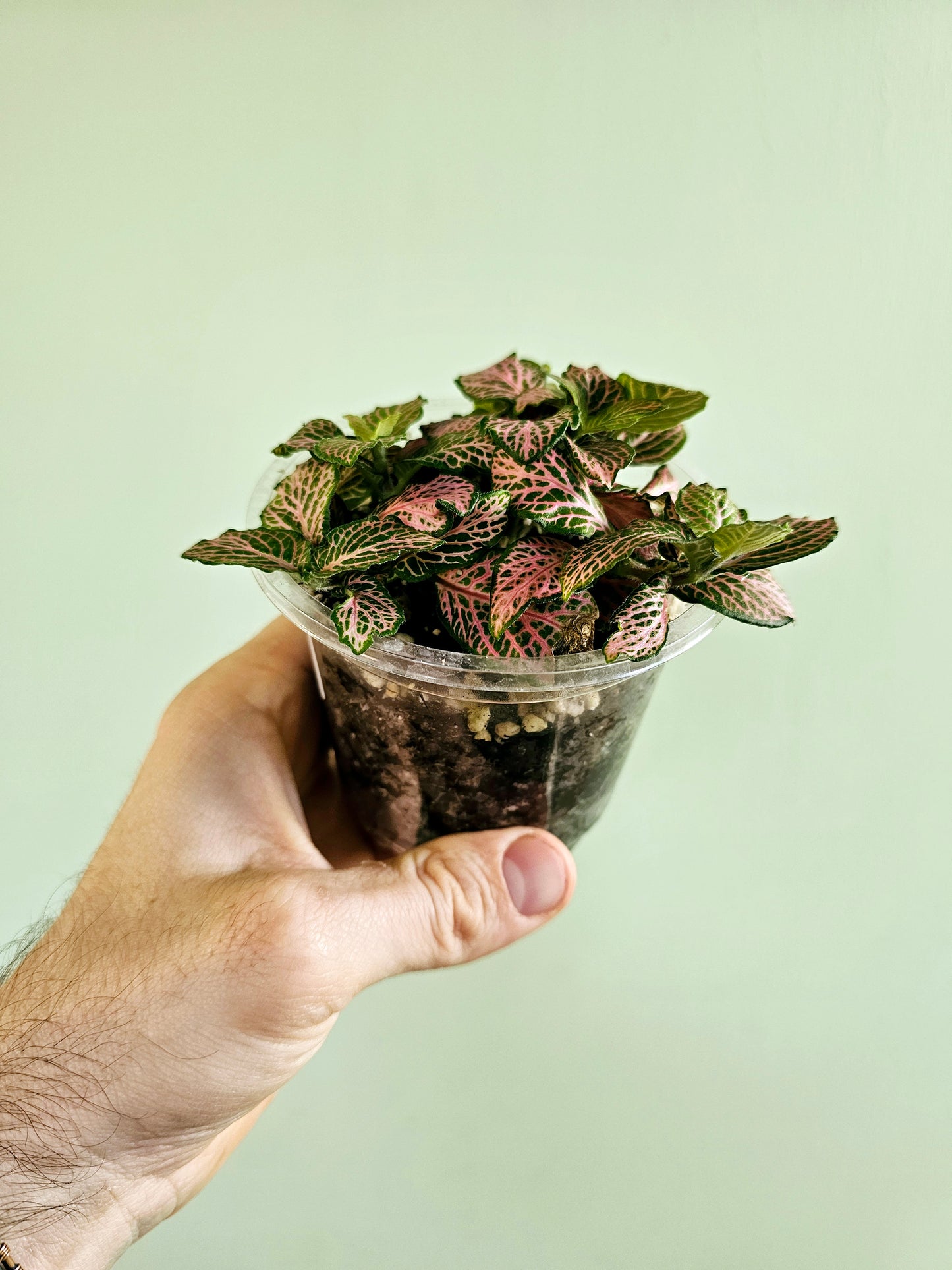 Fittonia albivenis 'Zalm Ruby Lime' 4"