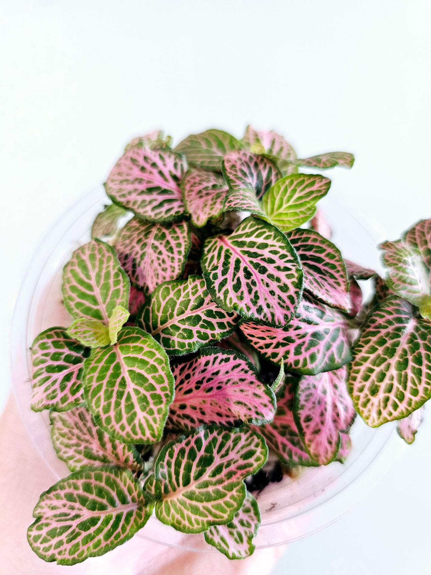 Fittonia albivenis 'Zalm Ruby Lime' 4"