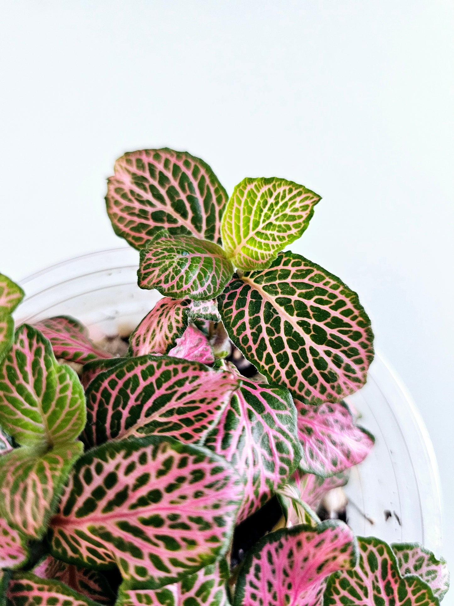 Fittonia albivenis 'Zalm Ruby Lime' 4"