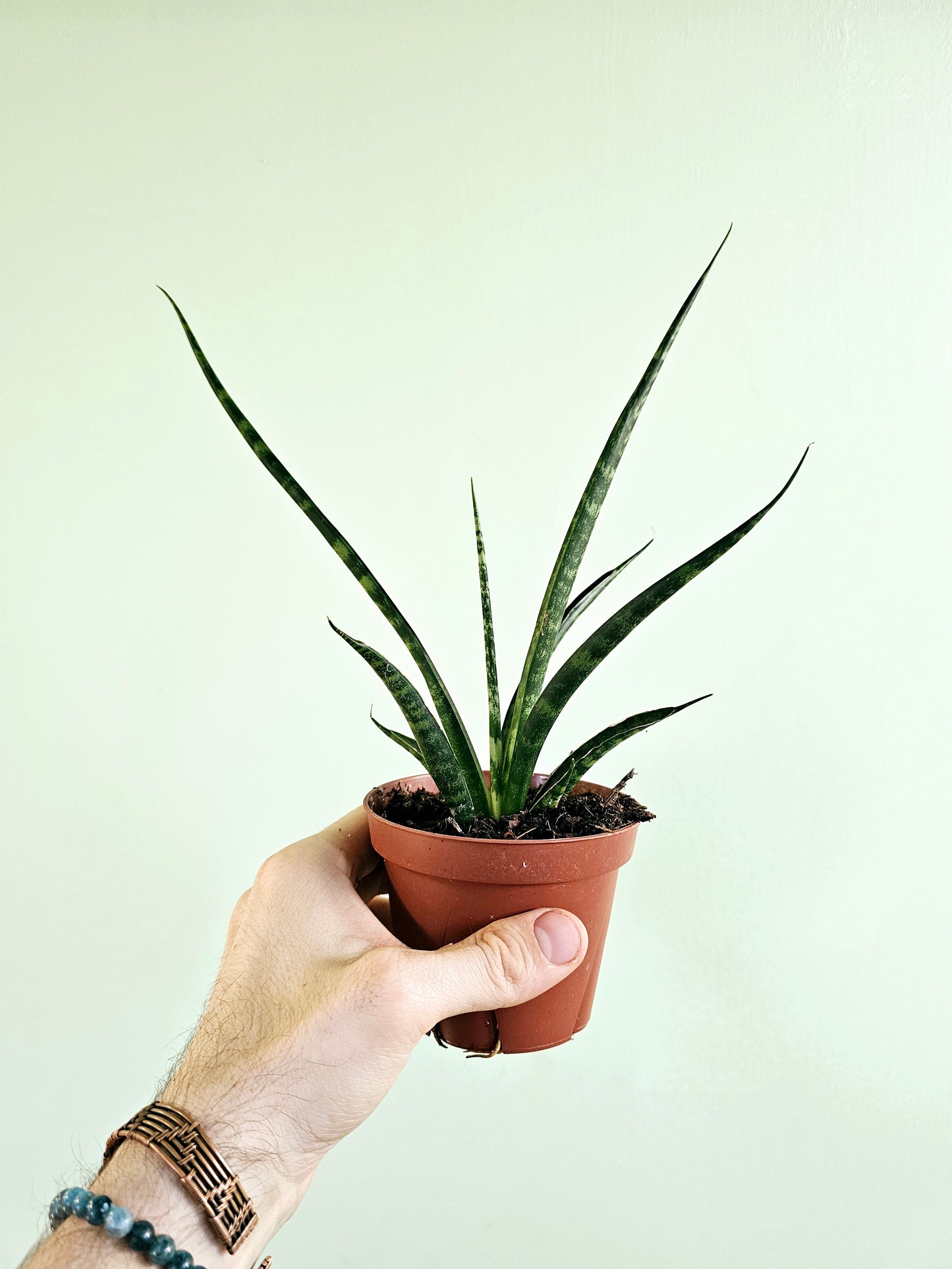 sansevieria fernwood Sansevieria 'Fernwood Mikado' 4" – Quartz Botanicals