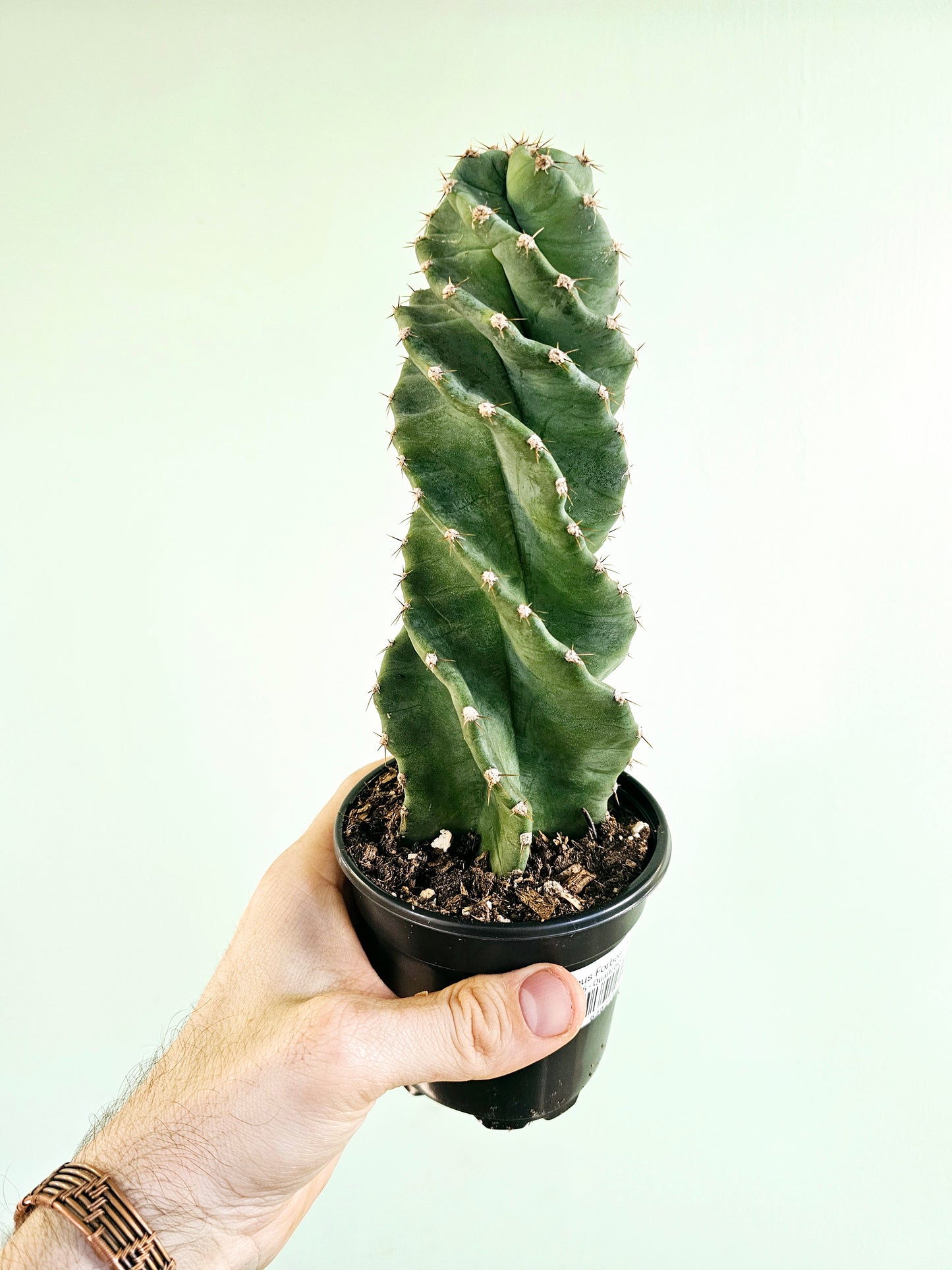 Cereus forbesii 'Spiralis' 4"