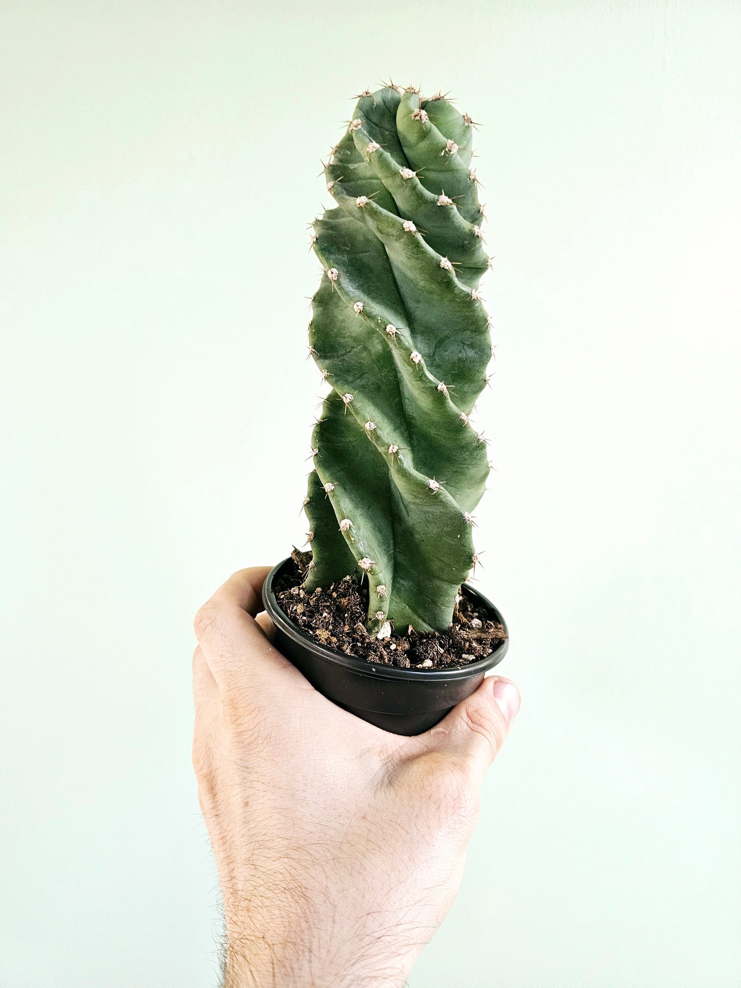 Cereus forbesii 'Spiralis' 4"