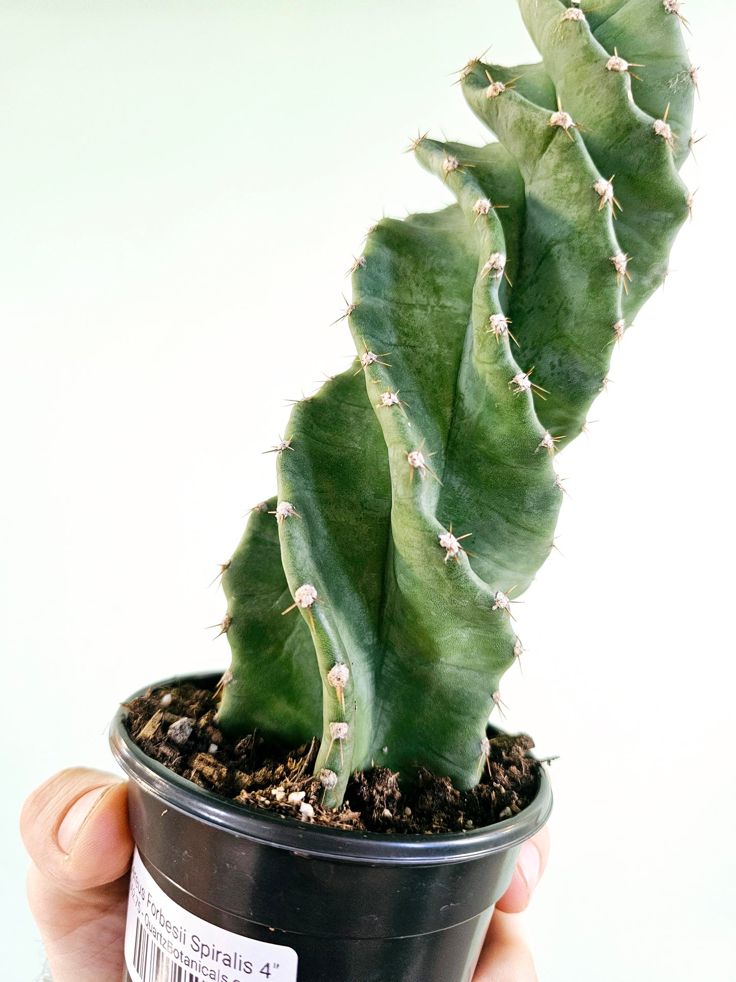 Cereus forbesii 'Spiralis' 4"