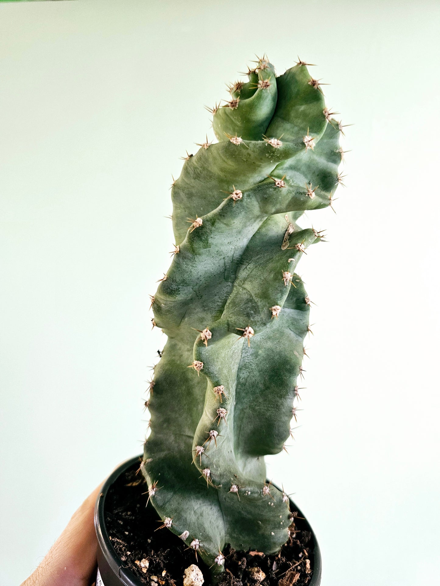 Cereus forbesii 'Spiralis' 4"