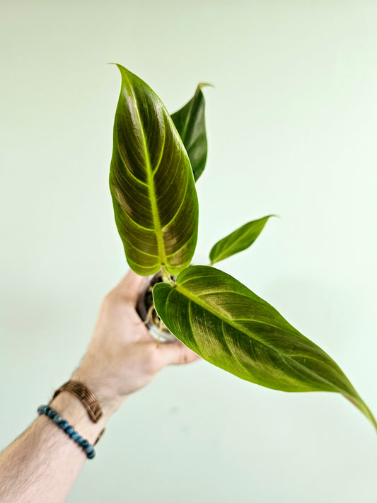 Philodendron Subhastatum 4"